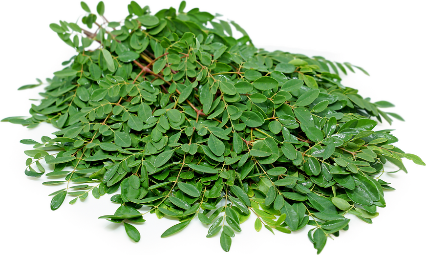 DRUMSTICK Moringa leaves (முருங்கை கீரை)