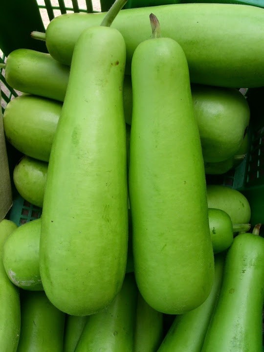 Bottle Gourd (சுரைக்காய் மலேசியா ) 1pc