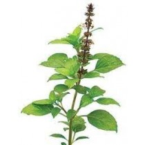 Thulasi Packet