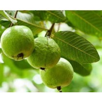 Indian Guava 500g