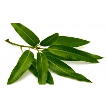 Maa ilai Packet(Mango Leaf)