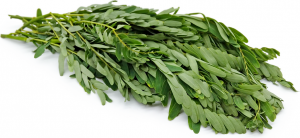 Agathi Leaves (அகத்தி கீரை)