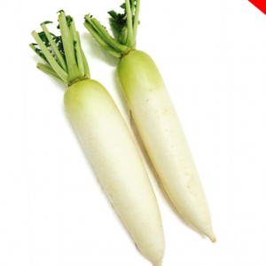 Radish Malaysia  (முள்ளங்கி மலேசியா) 1pc